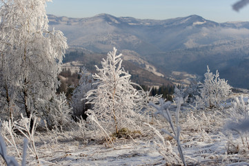 Winter landscape. Frost morning in mountains.