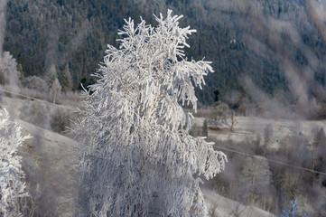 Winter landscape. Frost morning in mountains.