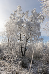 Winter landscape. Frost morning in mountains.