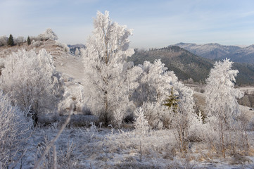 Winter landscape. Frost morning in mountains.