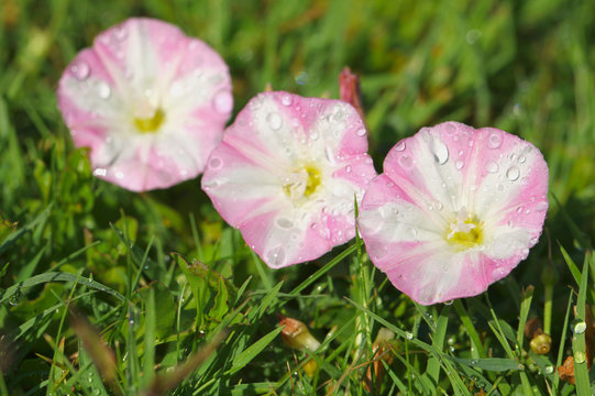 Gouttes de ros&eacute;e sur des fleurs de liseron