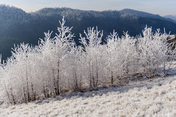 Winter landscape. Frost morning in mountains.
