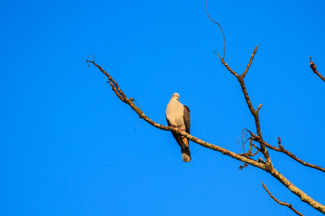 mountain imperial pigeon