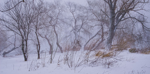 Heavy snow in a park in Bucharest.