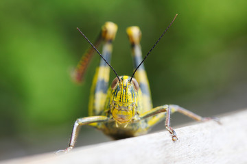Close up of locust