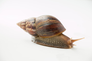 Snail isolated on white background