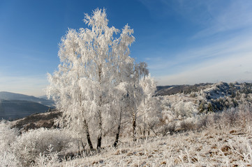 Winter landscape. Frost morning in mountains.