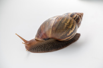 Snail isolated on white background