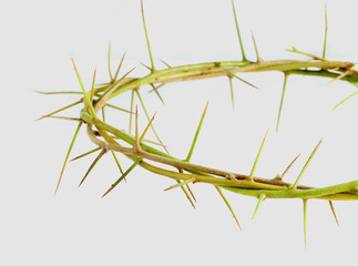 Crown of thorns on a white background