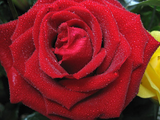 Macro rose rouge