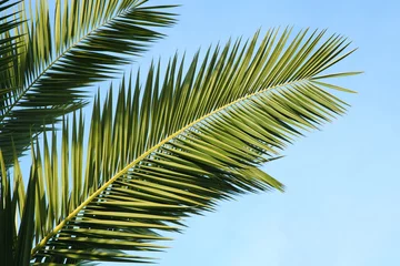 Store enrouleur tamisant sans perçage Palmier Feuille de palmier des Canaries