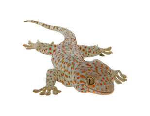 gecko