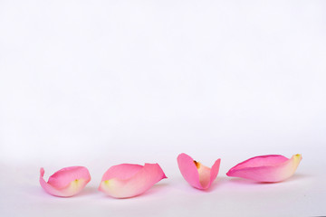 Romantic empty grey white serene background with four pink rose leaves with empty room copy space