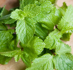 Peppermint leaves, © booleen