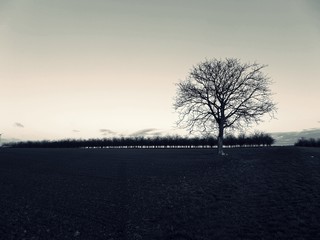 Einsamer Baum auf Feld sw