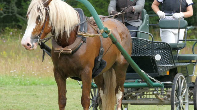 The horse on standy with the carriage on the back. There are two passengers that will drive the carriage