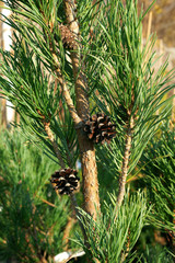 Pinus sylvestris Fastigiata - autumn cones - obrazy, fototapety, plakaty