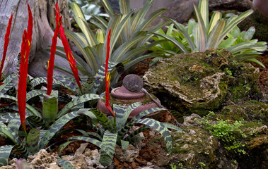 Colorful Bromeliad Flower in small garden decorated with clay pot