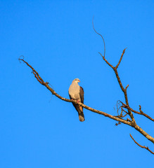 mountain imperial pigeon