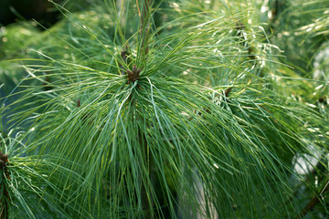 Pinus walichiana ( griffithii ) long beautiful needles - obrazy, fototapety, plakaty
