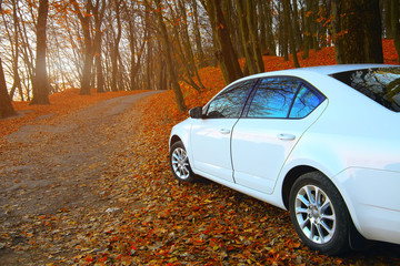 car on a forest path