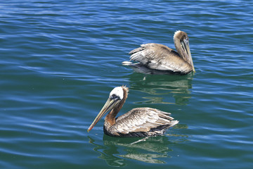 pélicans