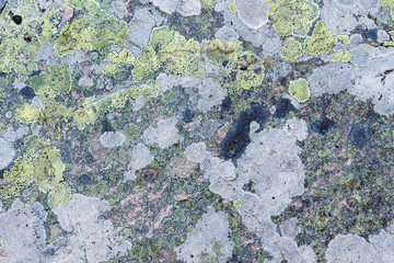 Líquenes sobre roca. La Cabrera, León.
