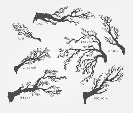 set of branches, twigs of different trees