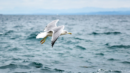 Seagull is flying and soaring in over the sea