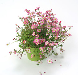 Saxifraga in a pot on a white background