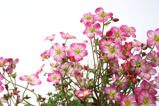 Fototapeta Saxifraga on a white background