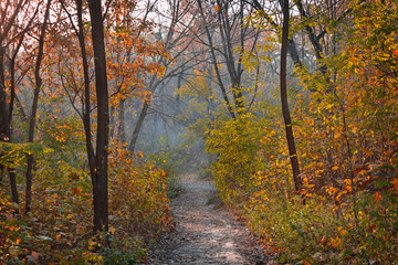 Trail in yellow autumn deciduous forest