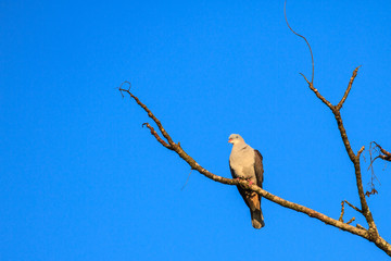 mountain imperial pigeon