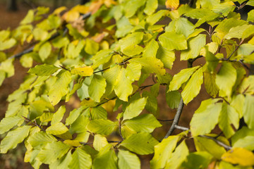beech leaves in autumn colors
