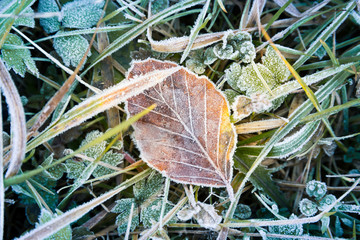 Frozen autumnal leaf and a meadow.