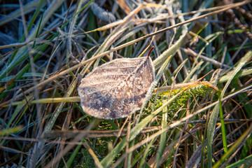 Frozen autumnal leaf and a meadow.