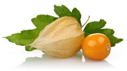 Physalis fruit 