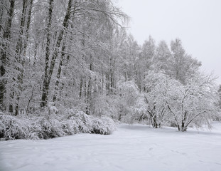 Trees with snow in winter park