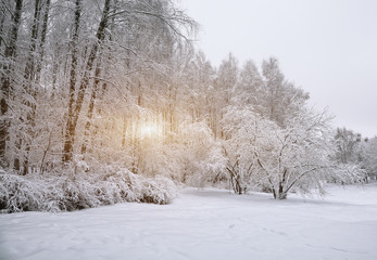 Snow-covered trees in the city park