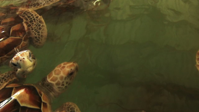 sea turtles farm

