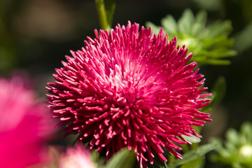 Pink aster