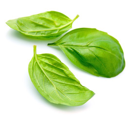 Basil leaves on white