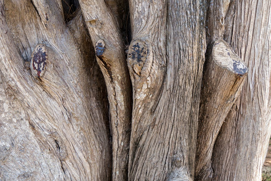 Stamm/ Rinde einer Mittelmeer-Zypresse auf Malta