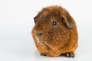 Guinea Pig. Stock image macro.