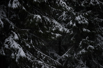 Fototapeta premium christmas evergreen pine tree covered with fresh snow