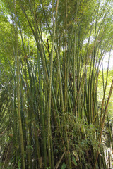 Fototapeta premium Bamboo forest in Colombia