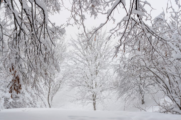 snowy winter landscape in park