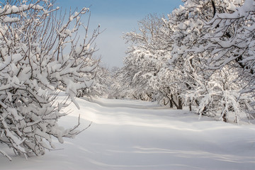 snowy winter landscape in park