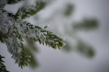 christmas evergreen pine tree covered with fresh snow