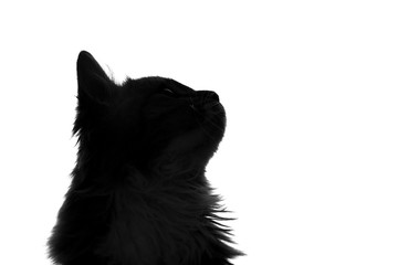 silhouette of fluffy cat on a white background